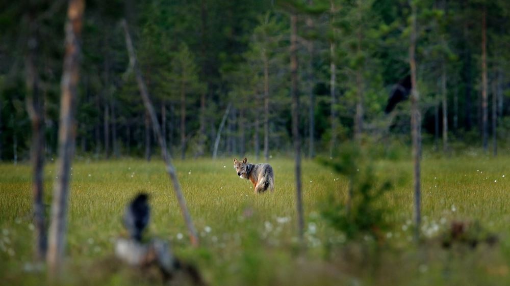 En ulv i skogen